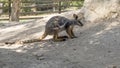 Tammar Wallaby Macropus eugenii sitting in the bush, Gan Guru - An Australian Park in Israel, Kibbutz Nir David Royalty Free Stock Photo