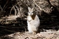 The tammar wallaby is searching for food amongst the leaves Royalty Free Stock Photo