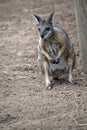 The tammar wallaby is a small grey, tan and white wallaby Royalty Free Stock Photo