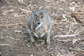 The tammar wallaby is standing in a field Royalty Free Stock Photo