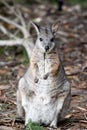 the tammar wallaby is standing on its hind legs Royalty Free Stock Photo