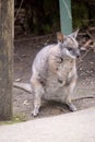 the tammar wallaby is standing on its hind legs Royalty Free Stock Photo
