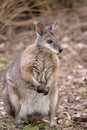 the tammar wallaby is standing on its hind legs Royalty Free Stock Photo