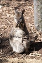 the tammar wallaby is standing on its hind legs Royalty Free Stock Photo