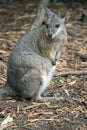 the tammar wallaby is standing up on its hind legs Royalty Free Stock Photo