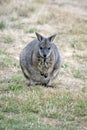 the tammar wallaby is standing up on its hind legs Royalty Free Stock Photo