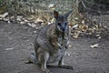 A tammar wallaby Royalty Free Stock Photo