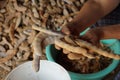 Tammarind peeling sour agriculture fruits in Thailand