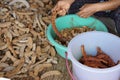 Tammarind peeling sour agriculture fruits in Thailand