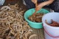 Tammarind peeling sour agriculture fruits in Thailand