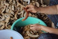 Tammarind peeling sour agriculture fruits in Thailand