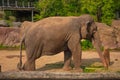 Nice Elephant eating a palm leaf at Busch Gardens 2 Royalty Free Stock Photo