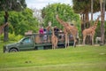 Giraffe waiting lettuce leaves from people enjoying , safari at Busch Gardens. 1 Royalty Free Stock Photo