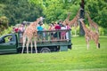 Giraffe waiting lettuce leaves from people enjoying , safari at Busch Gardens 8