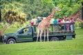 Giraffe waiting lettuce leaves from people enjoying , safari at Busch Gardens 7 Royalty Free Stock Photo