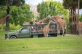 Giraffe waiting lettuce leaves from people enjoying , safari at Busch Gardens. 2.