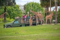 Giraffe waiting lettuce leaves from people enjoying , safari at Busch Gardens. 3 Royalty Free Stock Photo