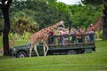 Giraffe waiting lettuce leaves from people enjoying , safari at Busch Gardens 17 Royalty Free Stock Photo