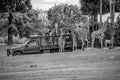 Giraffe waiting lettuce leaves from people enjoying safari tour.