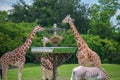 Giraffes eating grass and partial view of zebra at Busch Gardens 2.