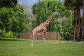 Nice Giraffe on green meadow at Busch Gardens 2