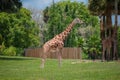 Nice Giraffe on green meadow at Busch Gardens 1