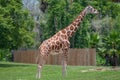 Nice Giraffe on green meadow at Busch Gardens 3.