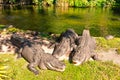 Alligators relaxing on the side of a lagoon at Bush Gardens Tampa Bay