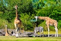 Giraffes and zebra feeding, while antelope walks at Bush Gardens Tampa Bay