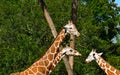 Top view of 3 nice giraffes at Bush Gardens Tampa Bay