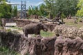 TAMPA, FLORIDA - MAY 05, 2015: Elephant in Busch Gardens Tampa Bay. Florida. Royalty Free Stock Photo