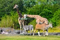 Giraffes , Zebra and Antelope walking in green meadow on forest background at Bush Gardens Tampa