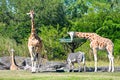 Giraffes and zebra feeding, while antelope walks at Bush Gardens Tampa Bay.