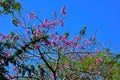 Top view of beatiful tree with magenta flowers at Bush Gardens Tampa Bay .