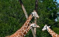 Top view of 3 nice giraffes at Bush Gardens Tampa Bay.