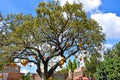 Beatiful Tree whith hunging balloons on blue cloudy sky and Cheetah Hunt Rollercoaster backgro