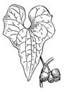 Tamus communis or Dioscorea communis vintage engraving