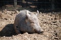 Tamworth pig Royalty Free Stock Photo