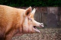 Tamworth pig Royalty Free Stock Photo