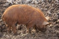 Tamworth pig foraging for food Royalty Free Stock Photo