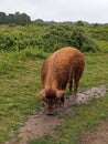 Tamworth Pig Grazing in the Beautiful Landscape Royalty Free Stock Photo