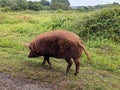 Tamworth Pig Grazing in a Green Field with Wildlife, Knepp Estate Royalty Free Stock Photo