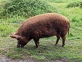 Tamworth Pig Grazing in Green Pasture, Knepp Estate Royalty Free Stock Photo