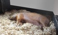 Tamworth pig laying Royalty Free Stock Photo