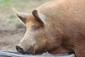 Tamworth Pig Royalty Free Stock Photo