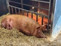 A Tamworth Pig in a pig pen with litter of piglets. Royalty Free Stock Photo