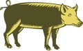 Tamworth Pig Side Woodcut Royalty Free Stock Photo