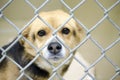 Tan Beagle mix dog in chain link kennel dog pound