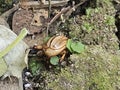 Tan Beetle on Mossy Ground with Leaves Royalty Free Stock Photo