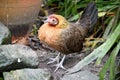 Tan and Black Bantam chicken Royalty Free Stock Photo